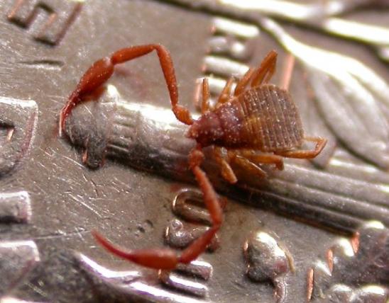 Image of a deceased pseudoscorpion on a US dime