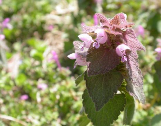 Photo of dead nettle stalk with flowers