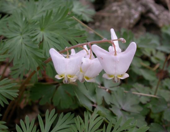 Photo of Dutchman's breeches plant with flowers