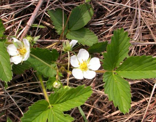 Photo of wild strawberry plant with flowers