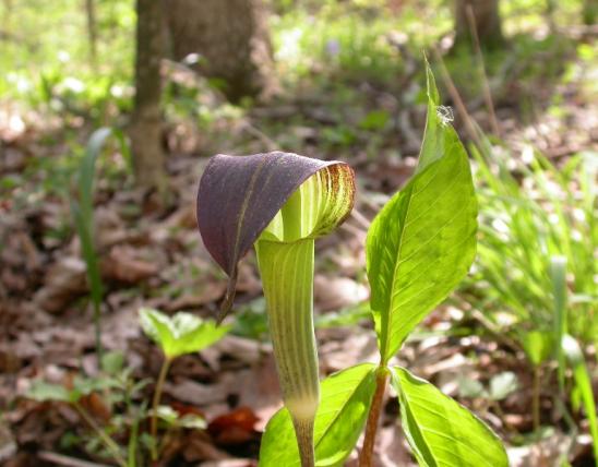 Photo of Jack-in-the-pulpit plant showing foliage and flowering structure