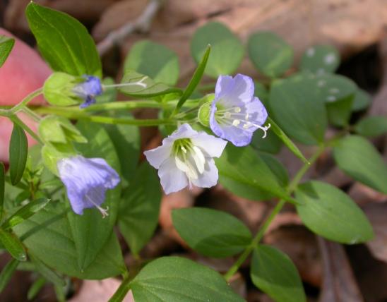 Photo of Jacob's ladder plant showing leaves and flowers