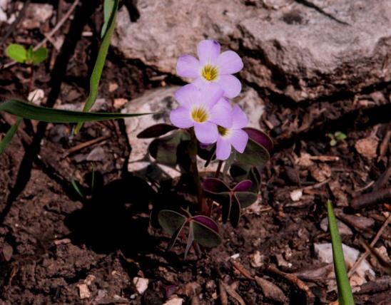 Photo of violet wood sorrel plant with flowers