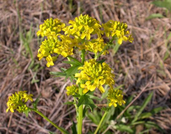 Photo of yellow rocket flower clusters