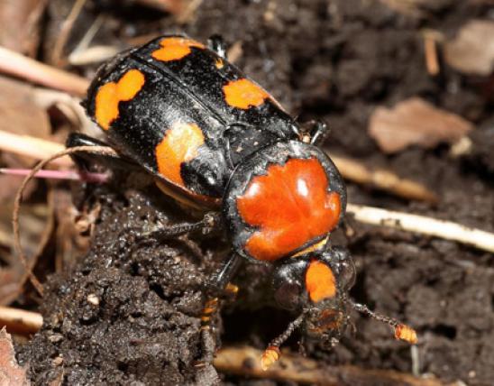 Photo of an American burying beetle