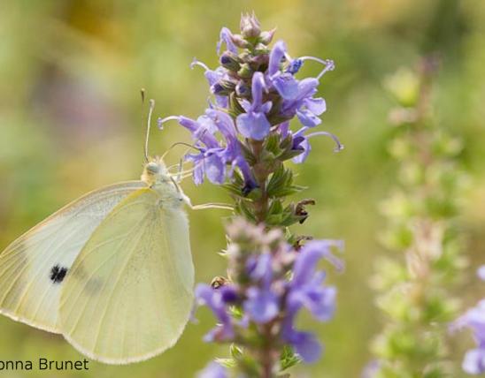 Photo of a Cabbage White