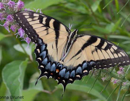Photo of an eastern tiger swallowtail resting with wings spread open