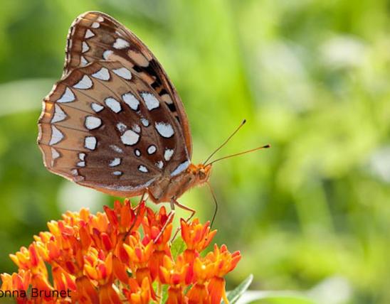 Great Spangled Fritillary, Wings Folded, nectaring on butterfly milkweed flowers