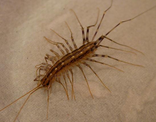 Image of house centipede