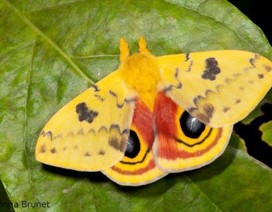 Photo of a male Io Moth