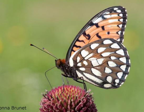 Photo of a regal fritillary, perched on a flower, wings folded