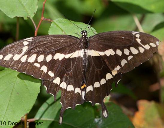 Photo of a Giant Swallowtail, Wings Spread