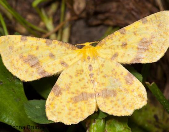 Photo of a Xanthotype geometer moth