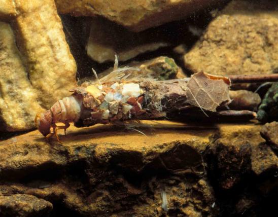 Photo of caddisfly larva with case made of detritus