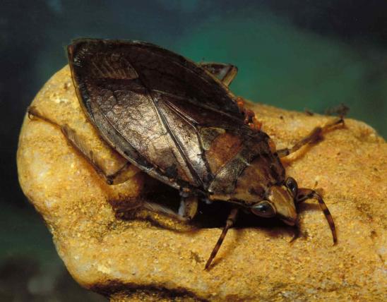 Photo of a giant water bug