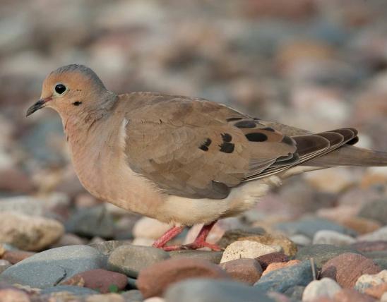 Photograph of a Mourning Dove walking on the ground