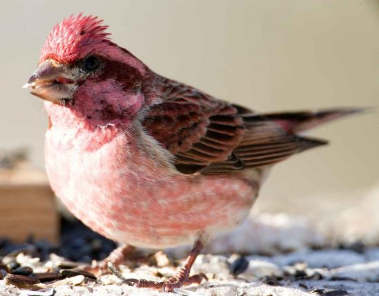 Photograph of a male Purple Finch at a bird feeder
