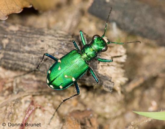 image of Six-Spotted Tiger Beetle crawling on dead leaves