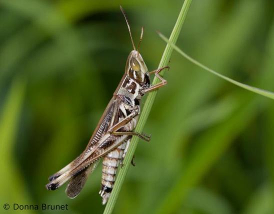 Admirable Grasshopper on grass stem