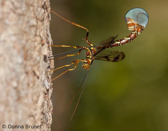 image of female Long-Tailed Giant Ichneumon Wasp on tree trunk