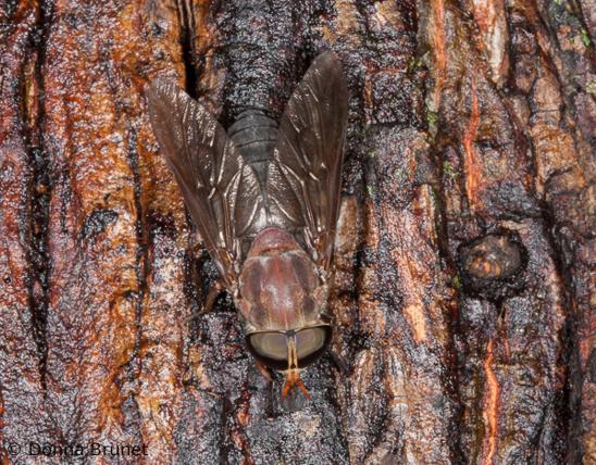 image of Horse Fly on tree trunk