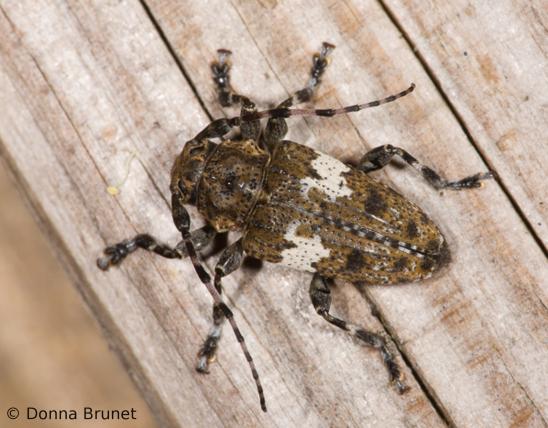 Flat-faced longhorn beetle crawling on wood