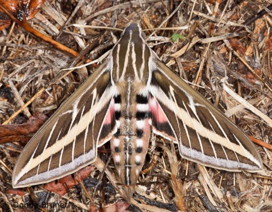 White-Lined Sphinx Moth