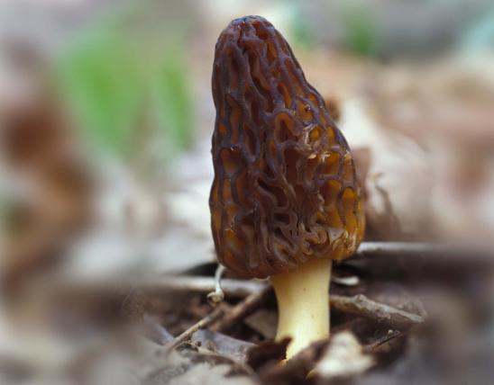 Photograph of a black morel mushroom