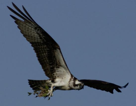Photograph of osprey in flight