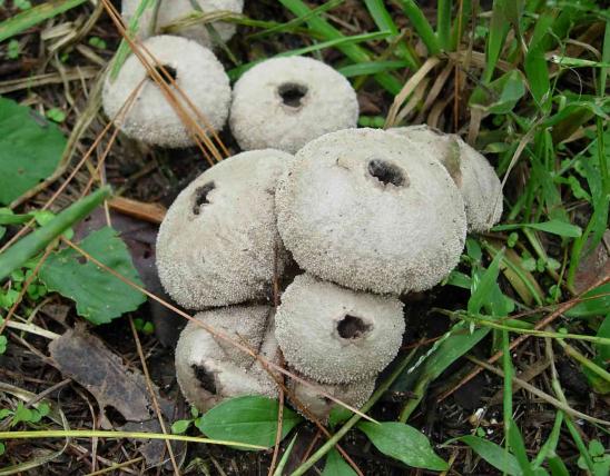Photograph of cluster of mature gem-studded puffball mushrooms