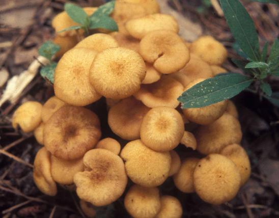 Photo of young, golden cluster of ringless honey mushrooms on forest floor