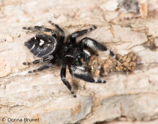 Photo of a bold jumping spider.