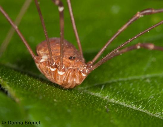 Photo of a Harvestman, viewed from above