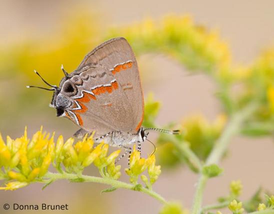 Photo of a red-banded hairstreak