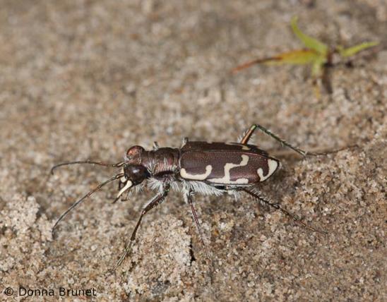 image of a bronzed or common shore tiger beetle