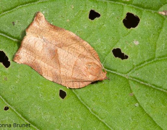 Tortricid moth resting on a leaf