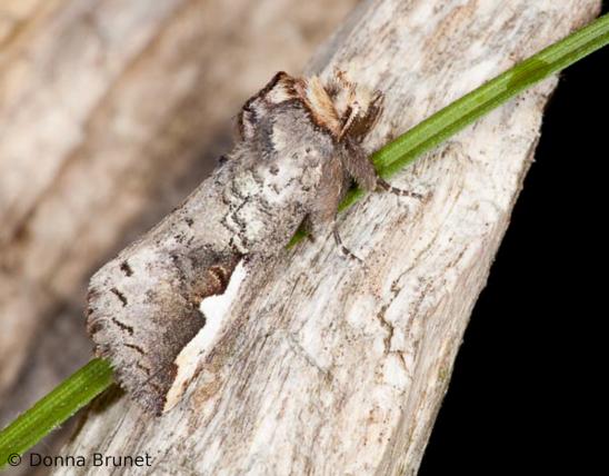 image of a White-Headed Prominent moth