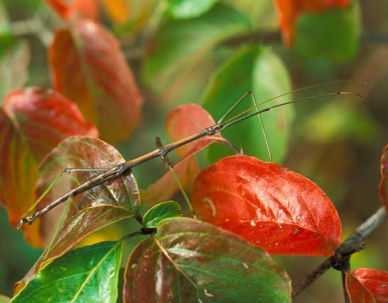 Photo of a northern walkingstick on autumn dogwood leaves