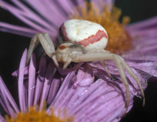 Photo of a goldenrod crab spider, whitish individual, on native aster flower
