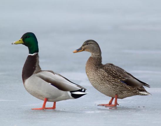 Photo of male and female mallards walking on ice