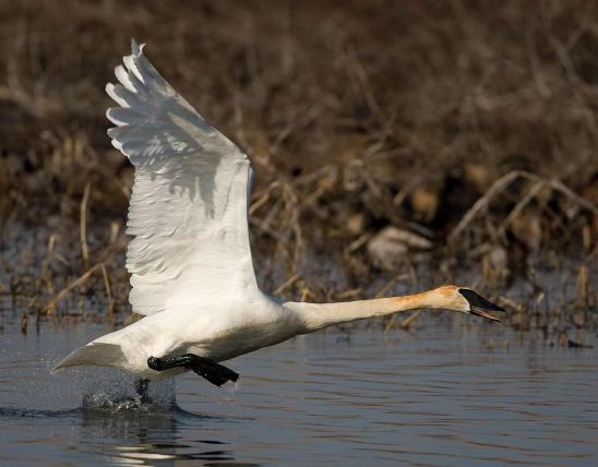 Photo of trumpeter swan taking flight from water