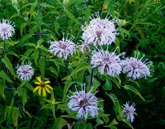 Photo of wild bergamot or horsemint plant with lavender flowers