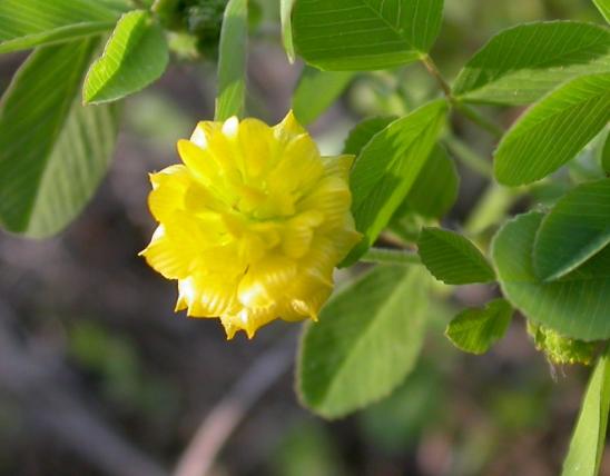 Photo of black medick closeup of cloverlike yellow flowerhead