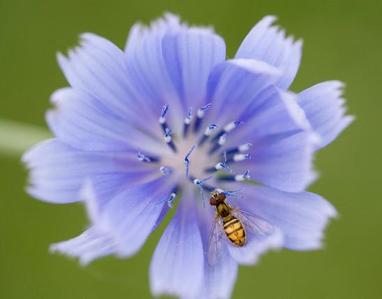 Photo of Florida lettuce flower closeup with syrphid fly