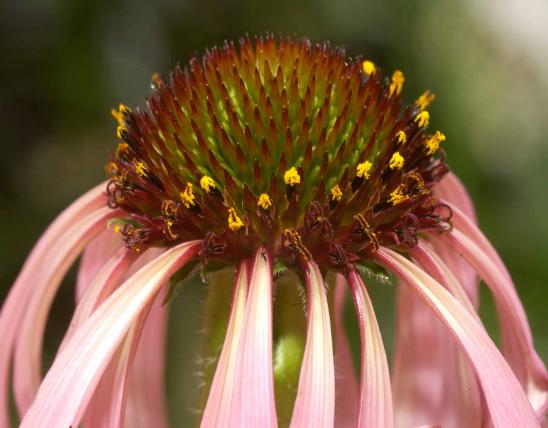 Photo of glade coneflower flowerhead showing yellow pollen