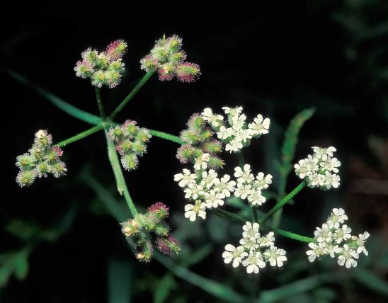 Photo of hedge parsley flower clusters