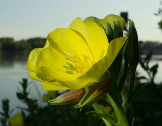 Photo of Missouri evening primrose flower with river in distance