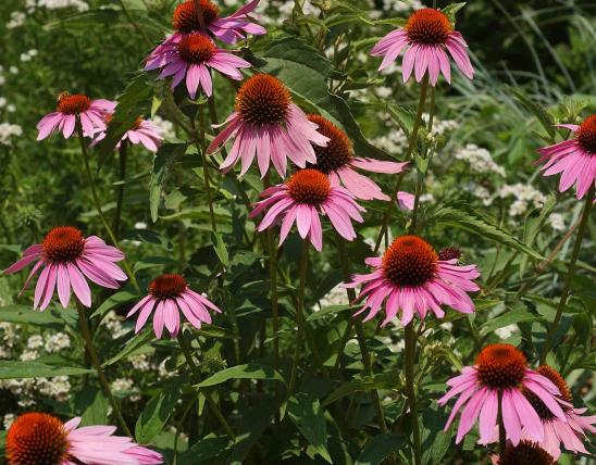 Photo of several purple coneflower plants in bloom