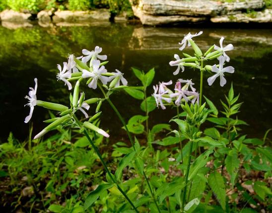 Photo of soapwort plants and flowers