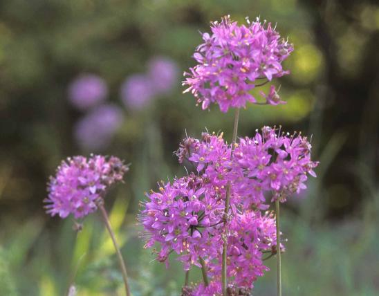 Photo of pink wild onion flower clusters
